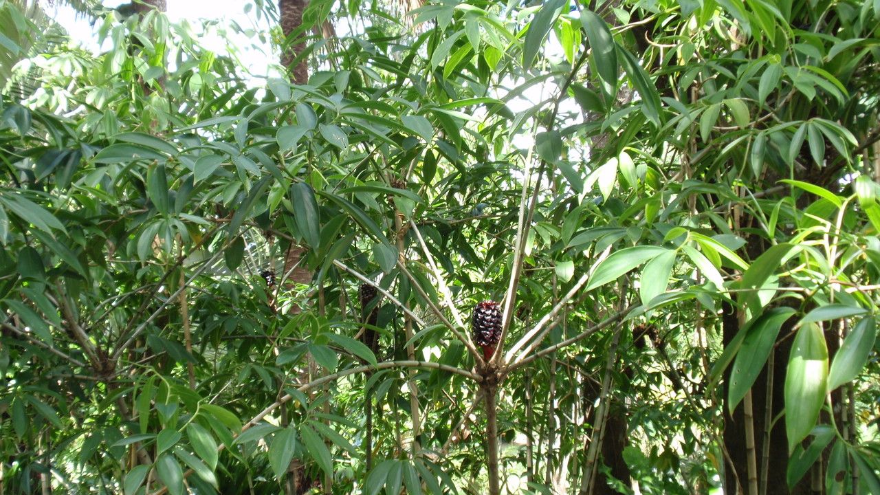 Tapeinochilos dahlii habit