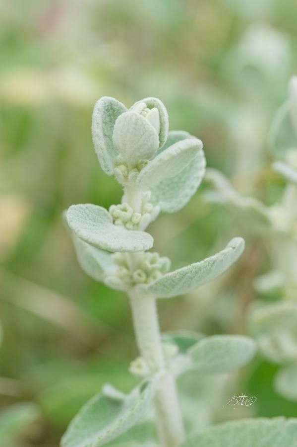 Ballota pseudodictamnus flower