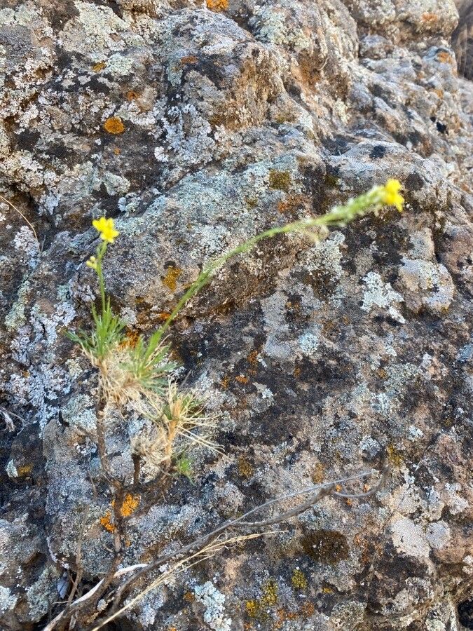 Descurainia preauxiana flower