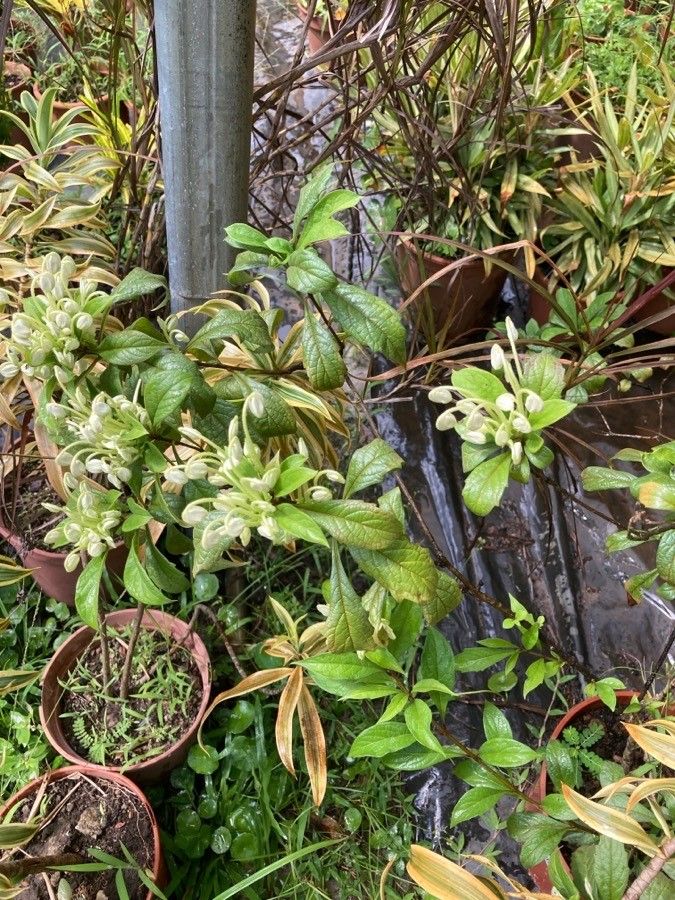 Clerodendrum indicum leaf