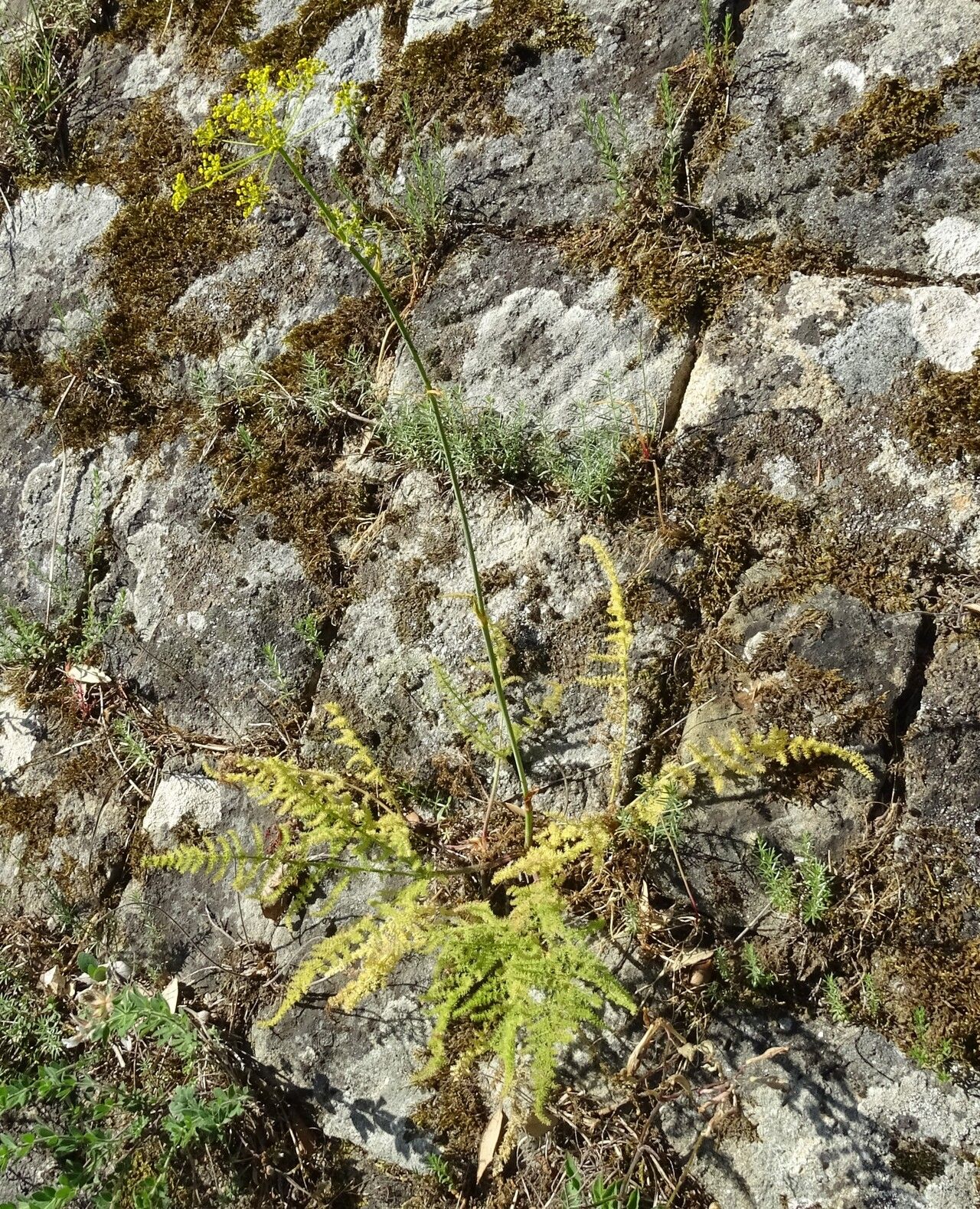 Thapsia asclepium habit