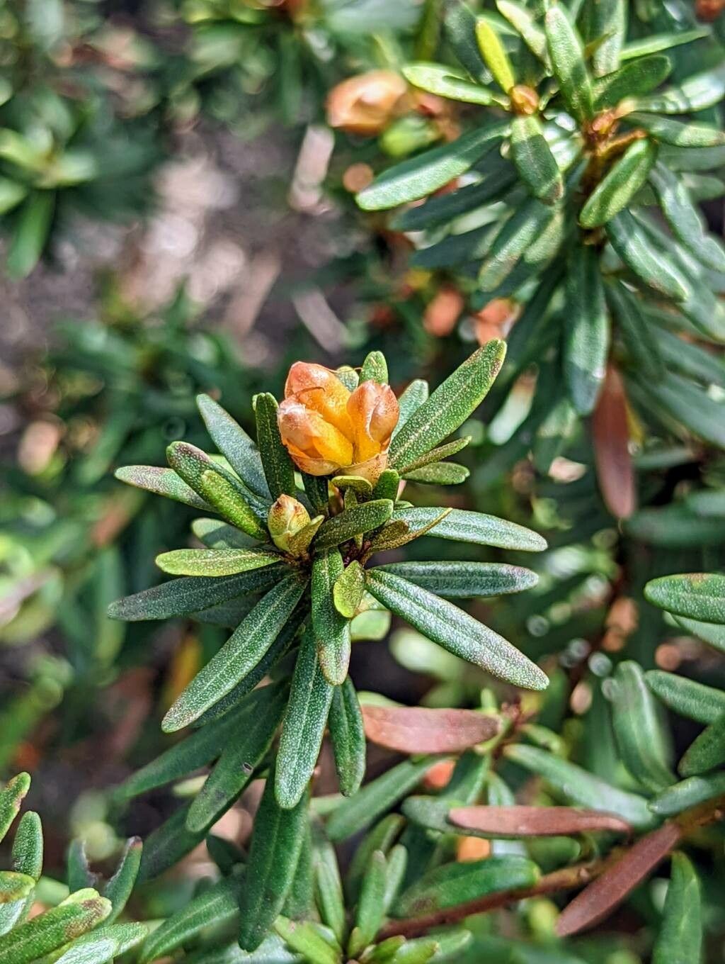 Rhododendron quadrasianum leaf