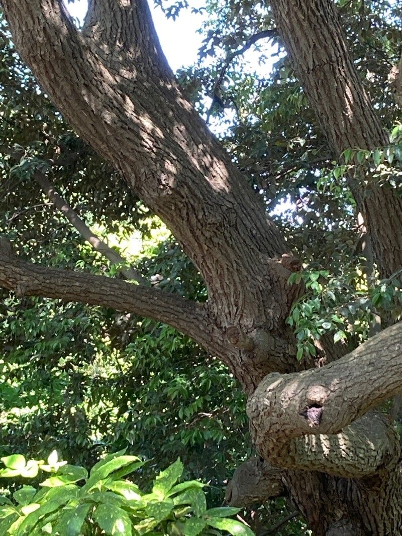 Castanopsis sieboldii bark