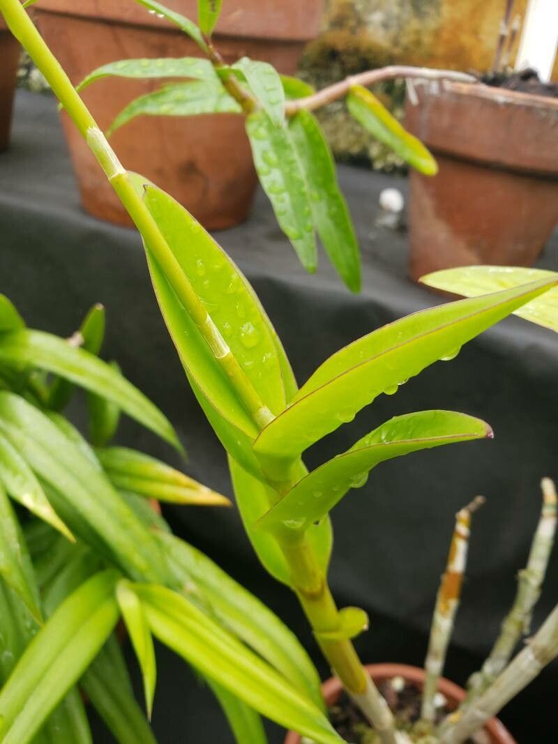 Dendrobium bigibbum leaf