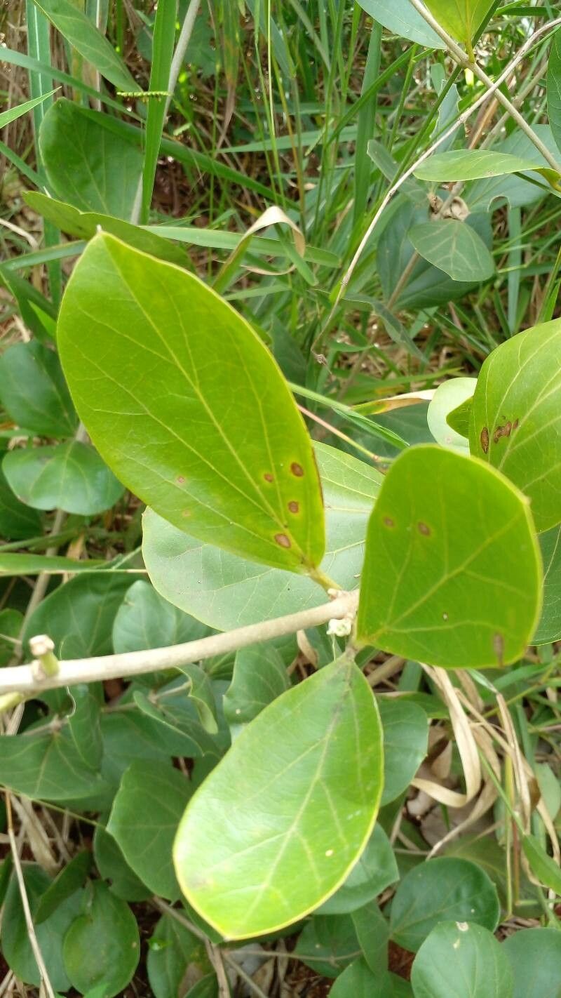 Fridericia platyphylla — houseplant care guide