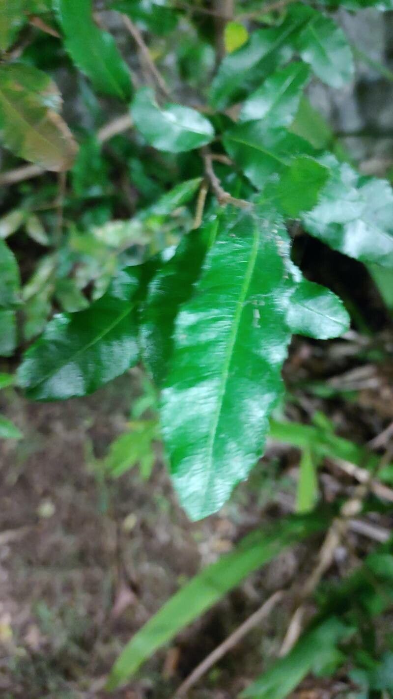 Monococcus echinophorus — houseplant care guide