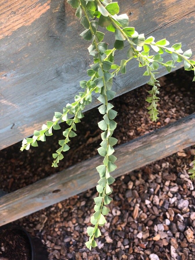 Acacia pravissima leaf