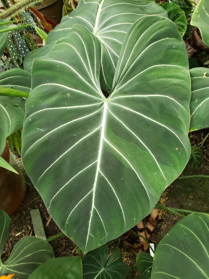 Philodendron gloriosum leaf