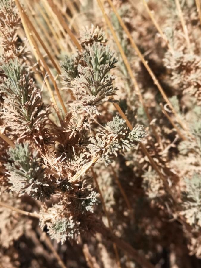 Adenocarpus viscosus — houseplant care guide