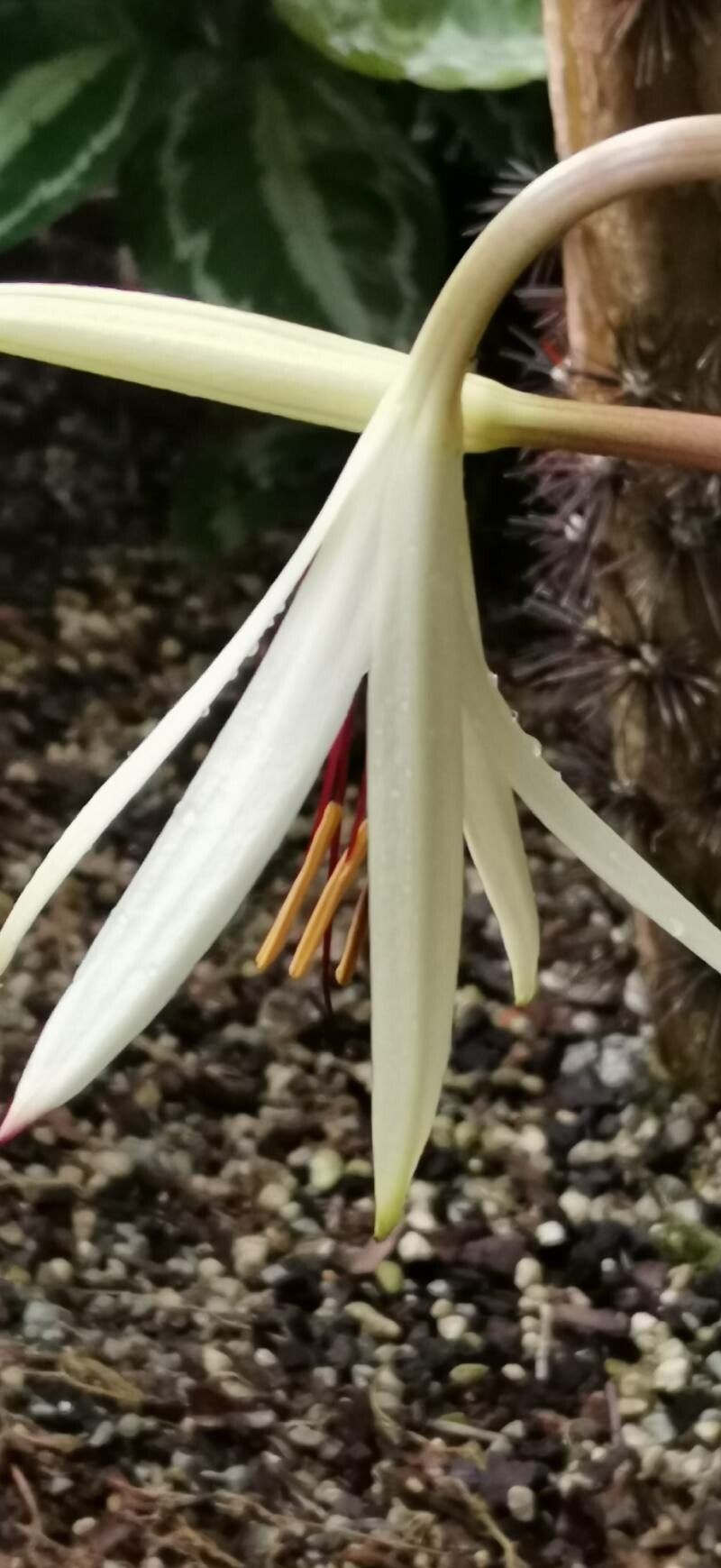 Crinum oliganthum flower