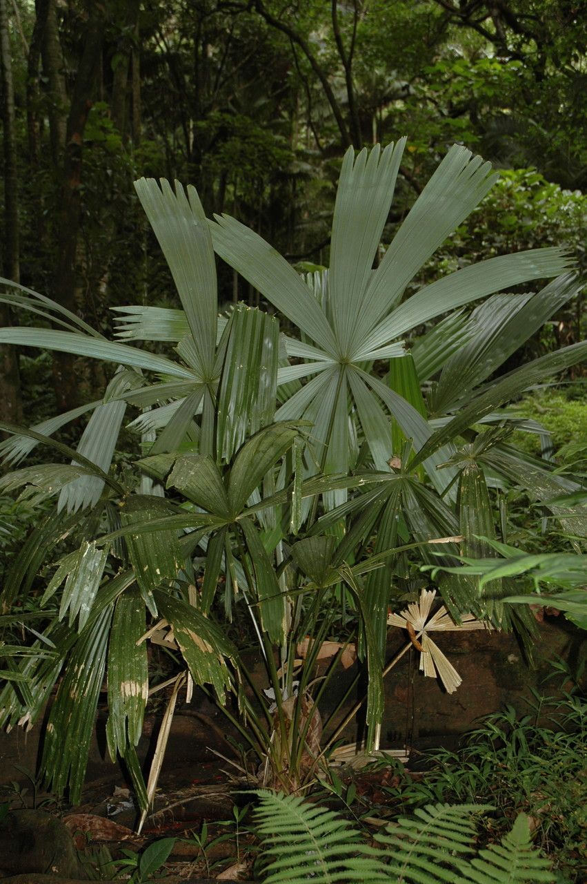 Itaya amicorum — houseplant care guide