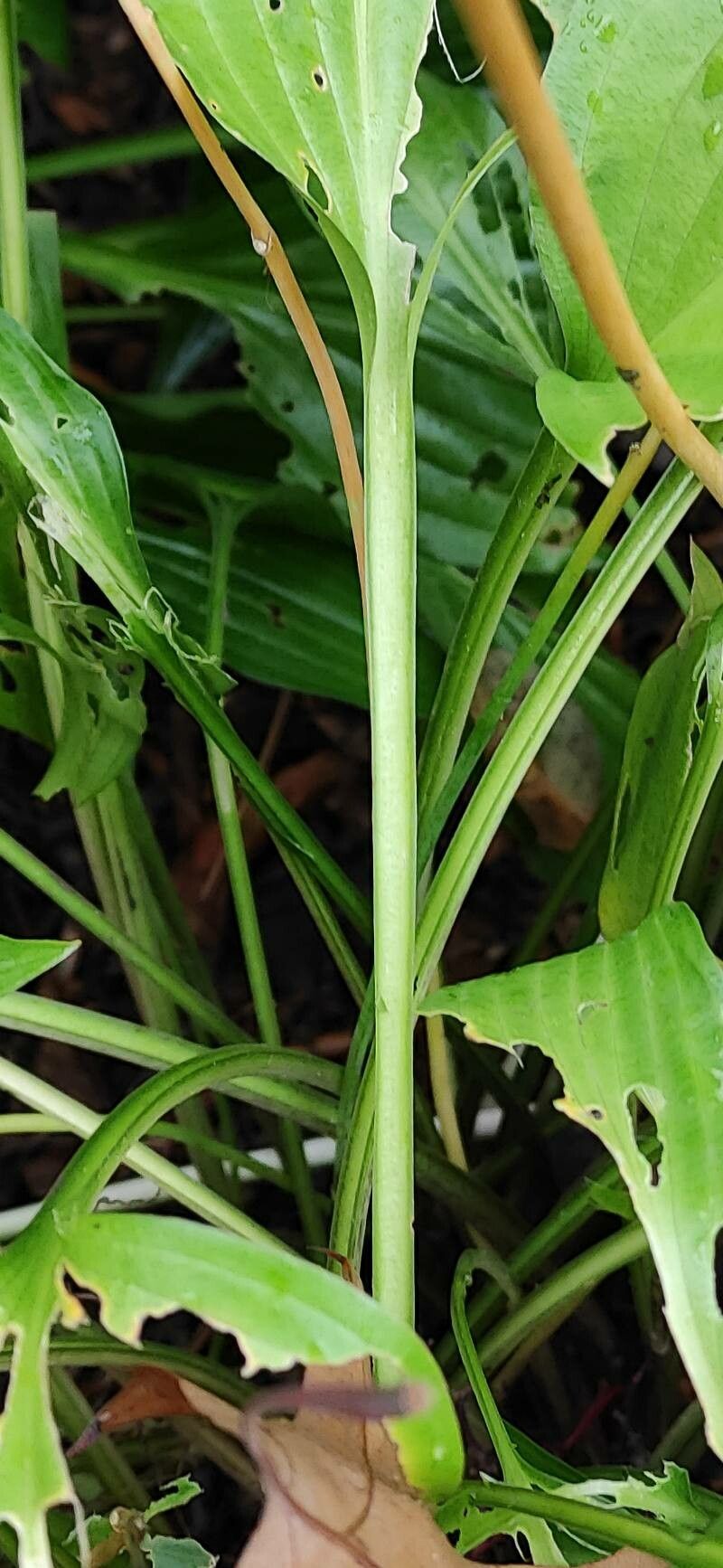 Hosta lancifolia bark