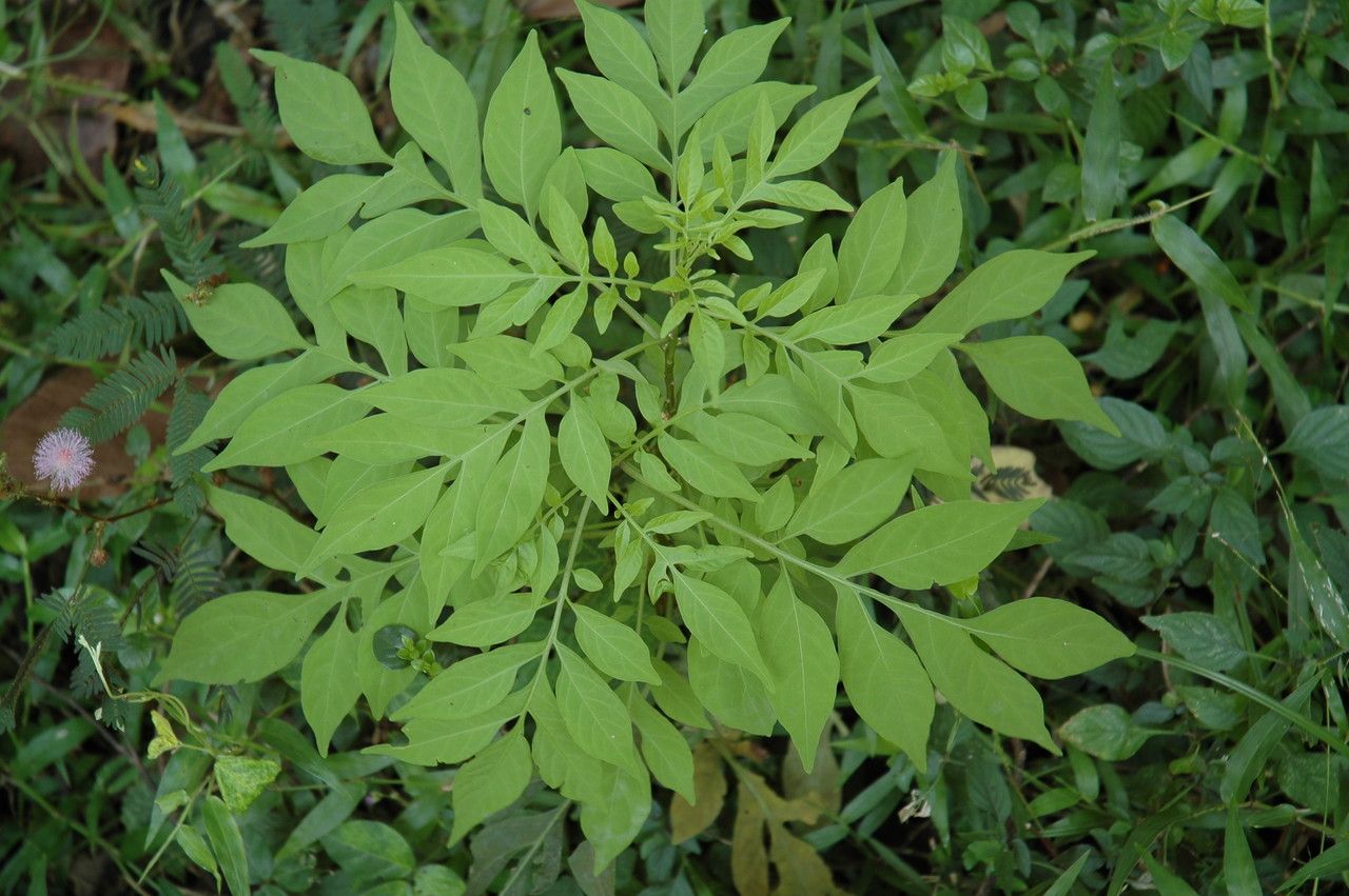 Solanum seaforthianum leaf