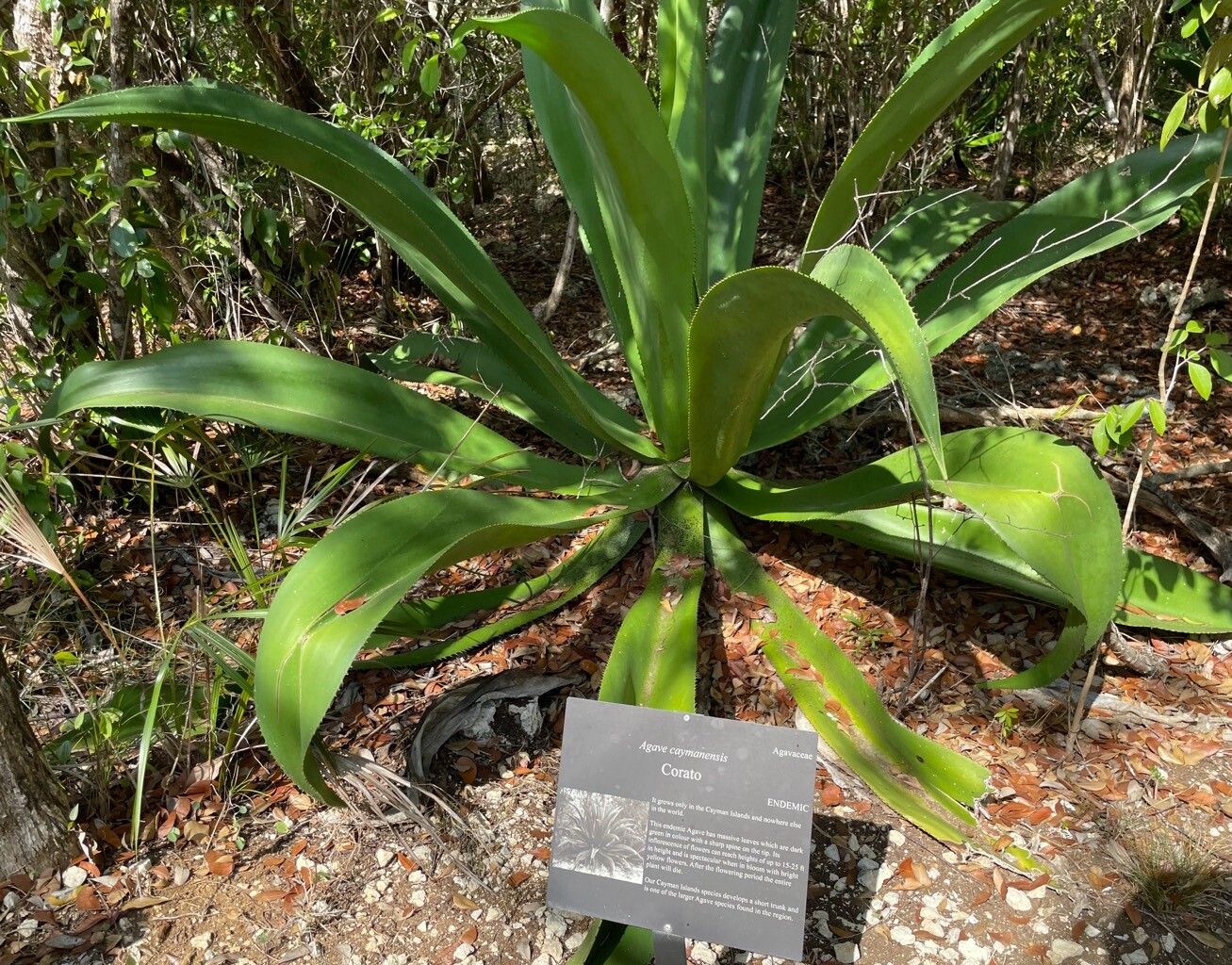 Agave caymanensis leaf