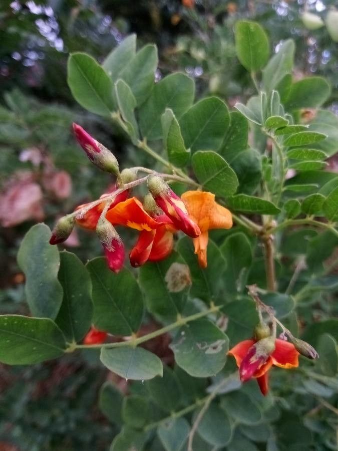 Colutea orientalis flower