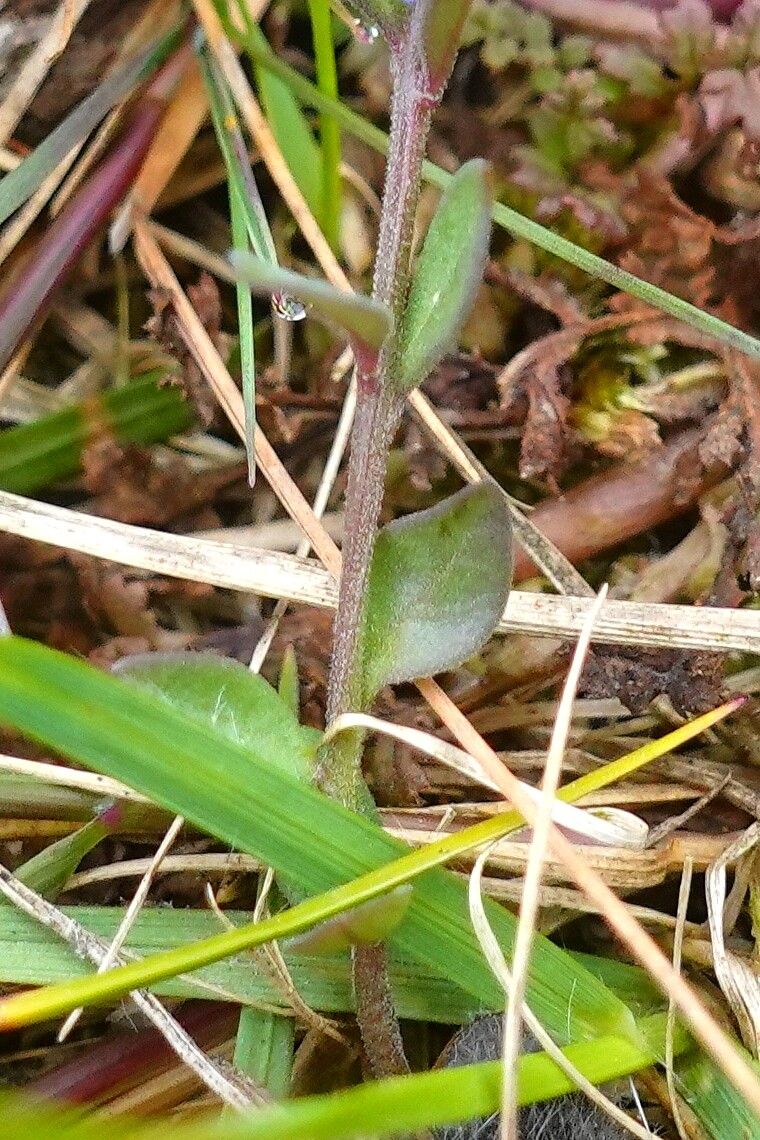 Polygala serpyllifolia bark