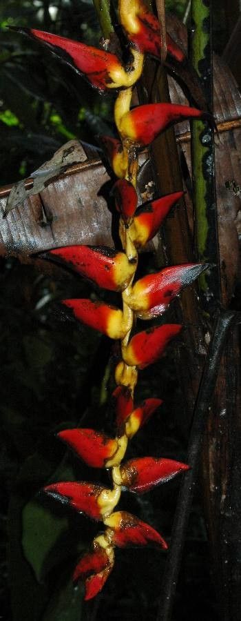 Heliconia pogonantha flower