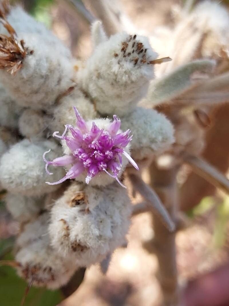 Vernonia cephalophora flower