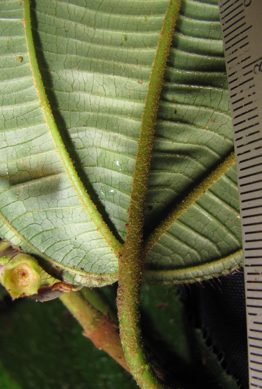 Miconia desmantha bark