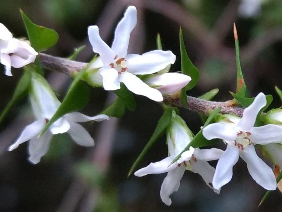 Epacris pulchella flower