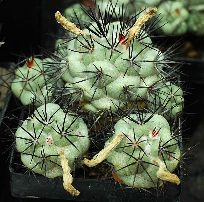 Cochemiea macdougallii — houseplant care guide