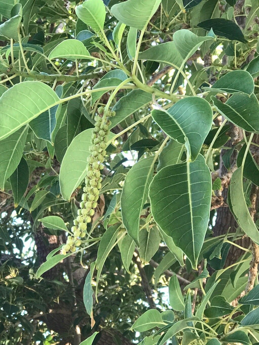 Bourreria petiolaris fruit
