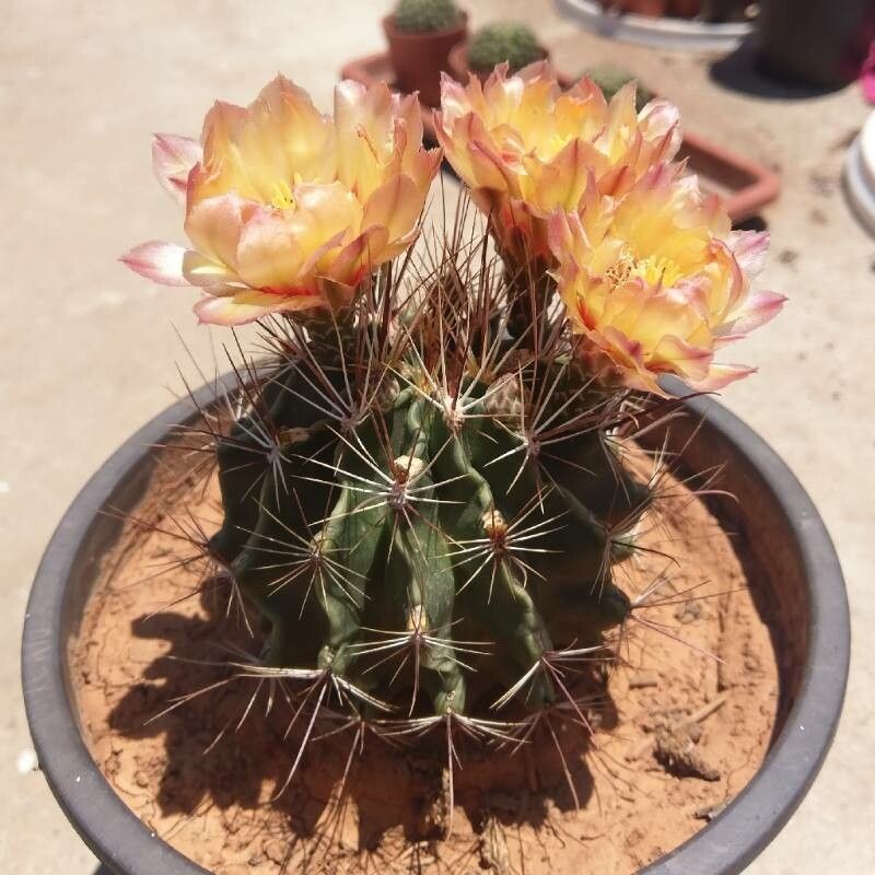 Ferocactus hamatacanthus flower