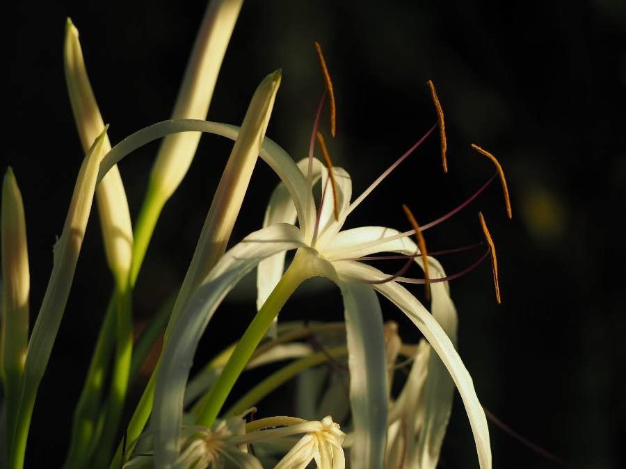 Hymenocallis latifolia flower