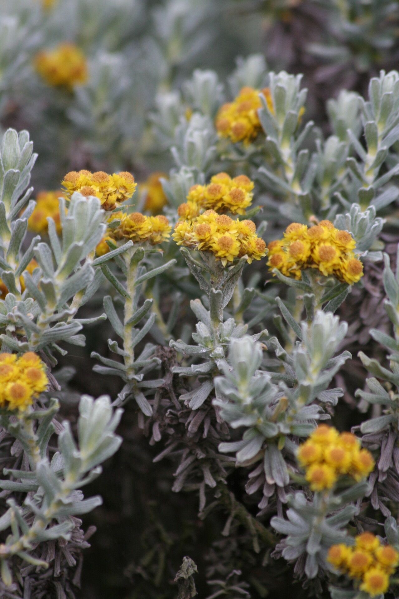 Helichrysum splendidum — search result for 'Malawi'