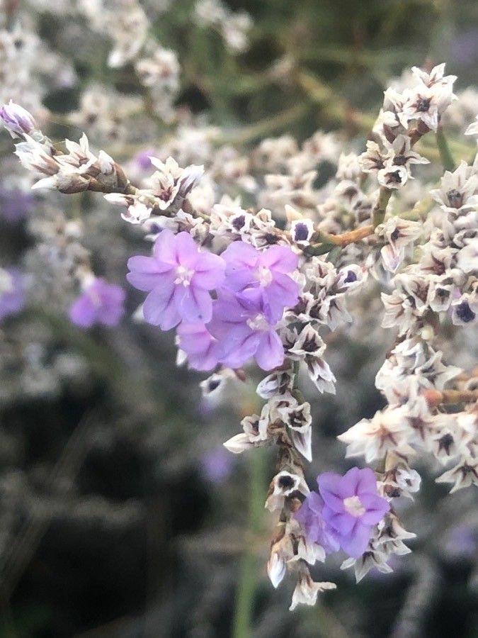 Limonium dichotomum flower