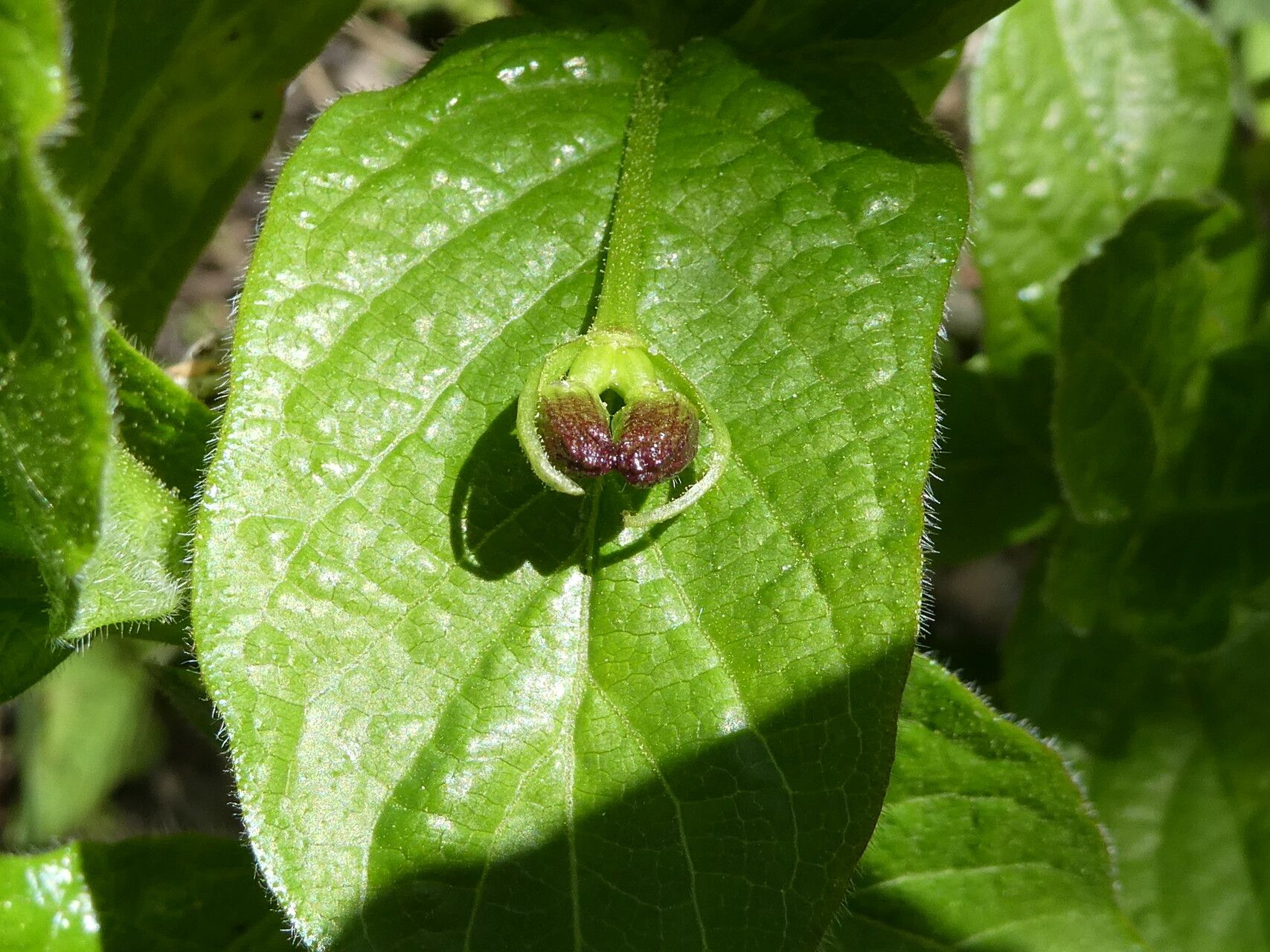 Lonicera alpigena leaf