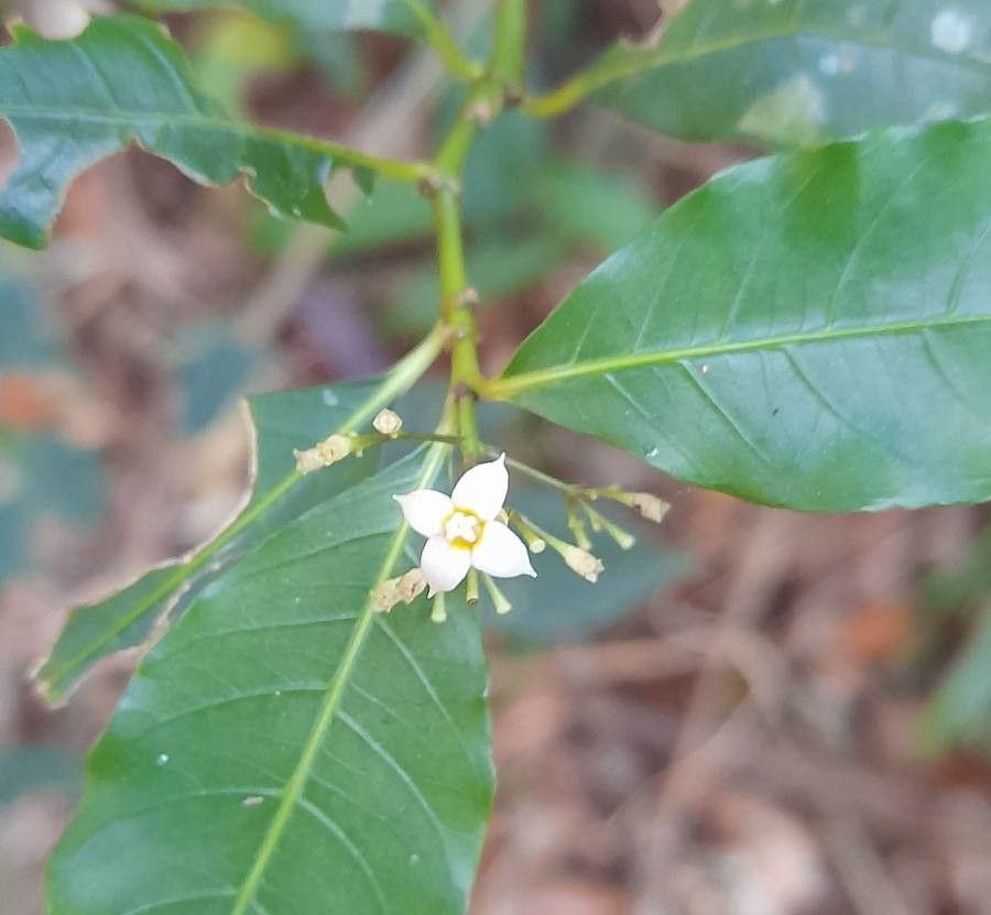 Psychotria leiocarpa flower