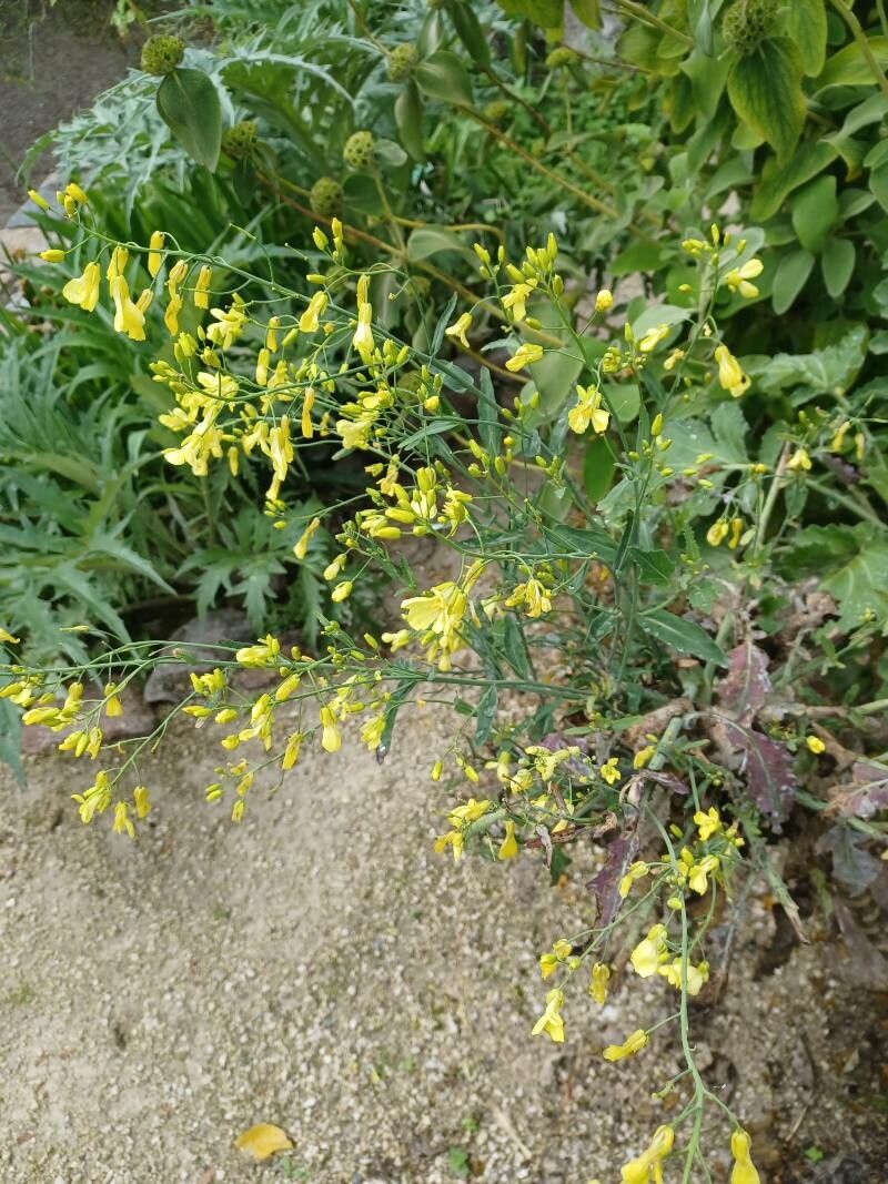 Euphorbia veneris flower