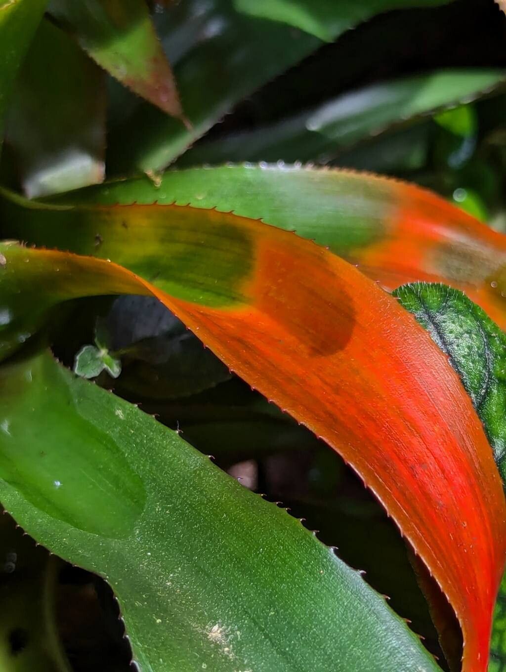 Nidularium campos-portoi — related species from the same genus