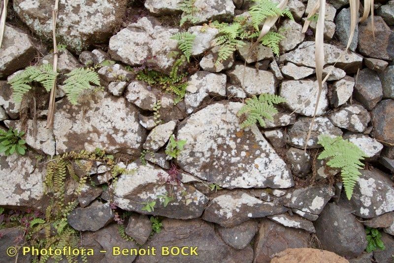 Hypodematium crenatum — houseplant care guide