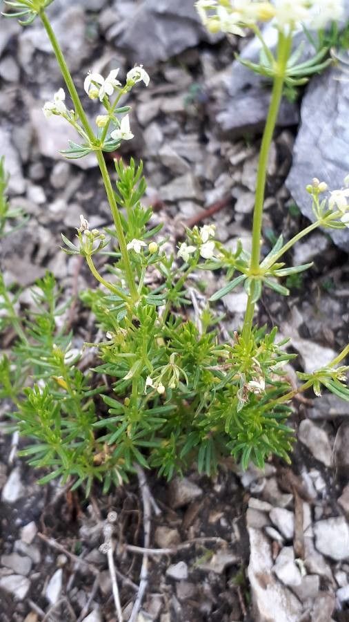 Galium montis-arerae — houseplant care guide