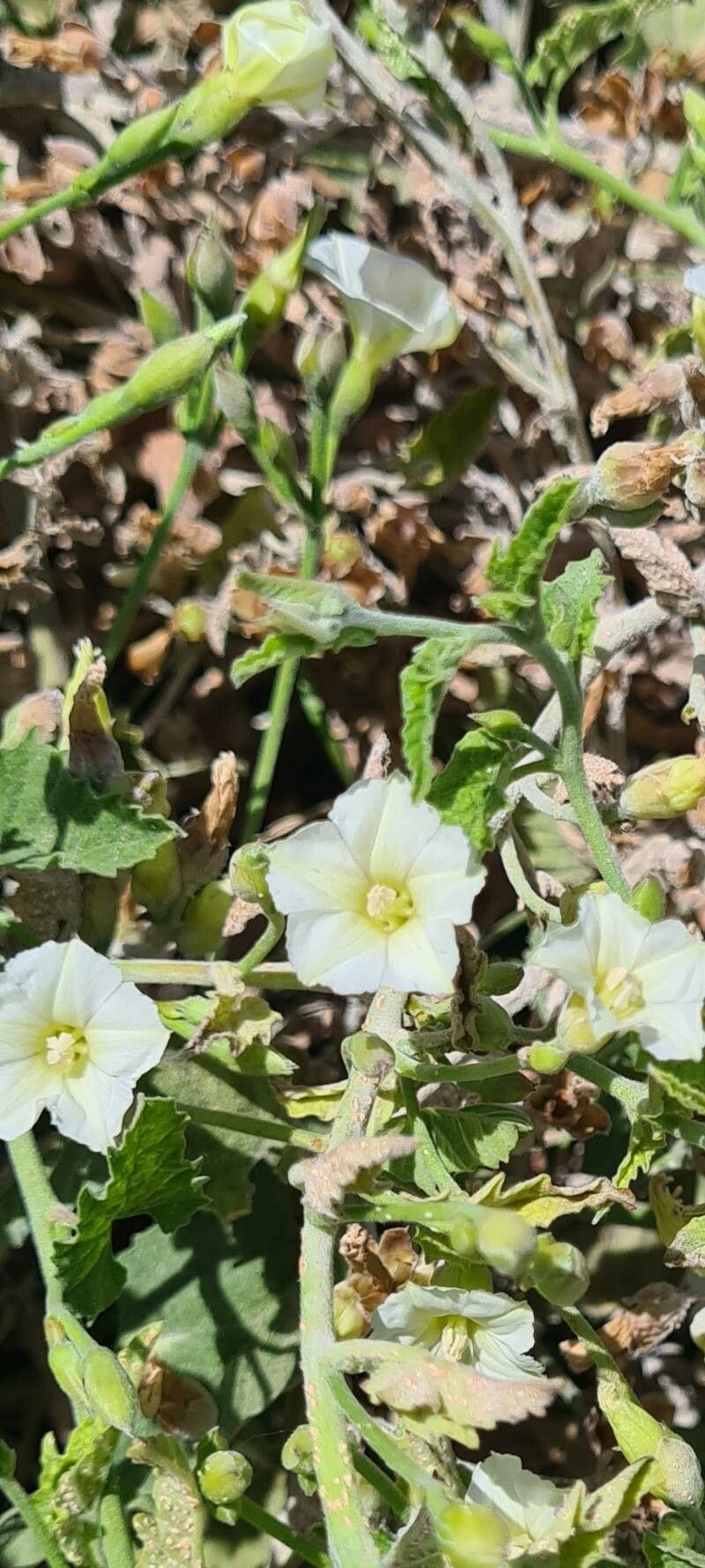 Convolvulus hermanniae flower