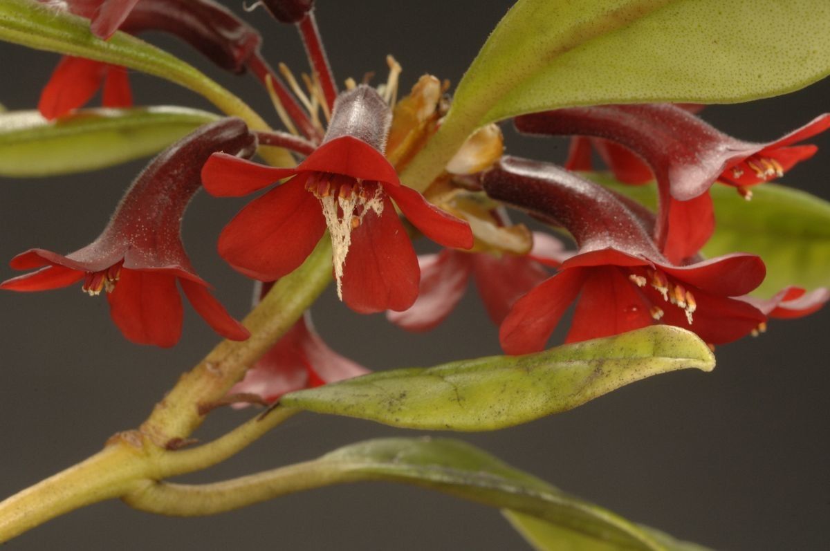Rhododendron yongii flower