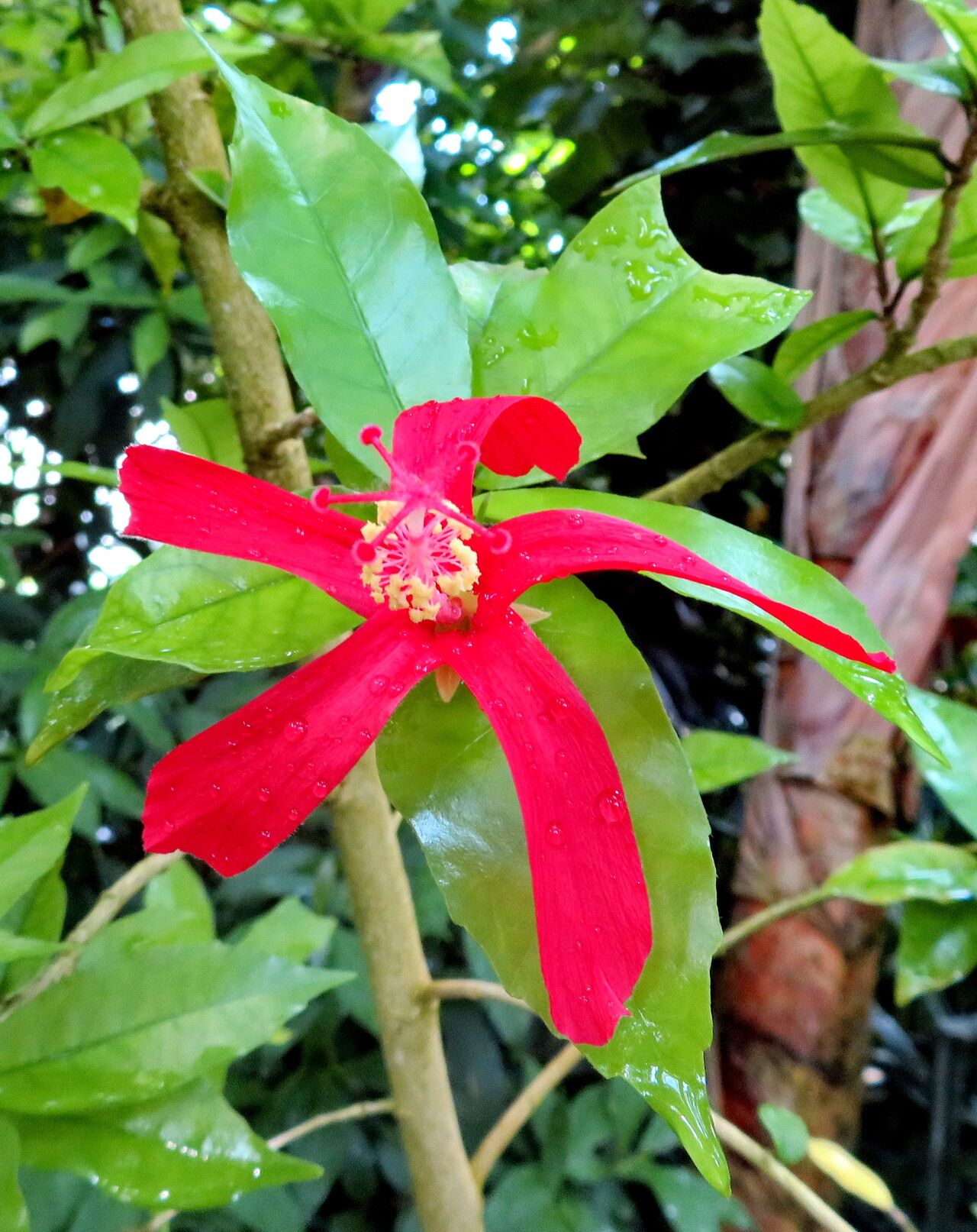 Hibiscus clayii flower