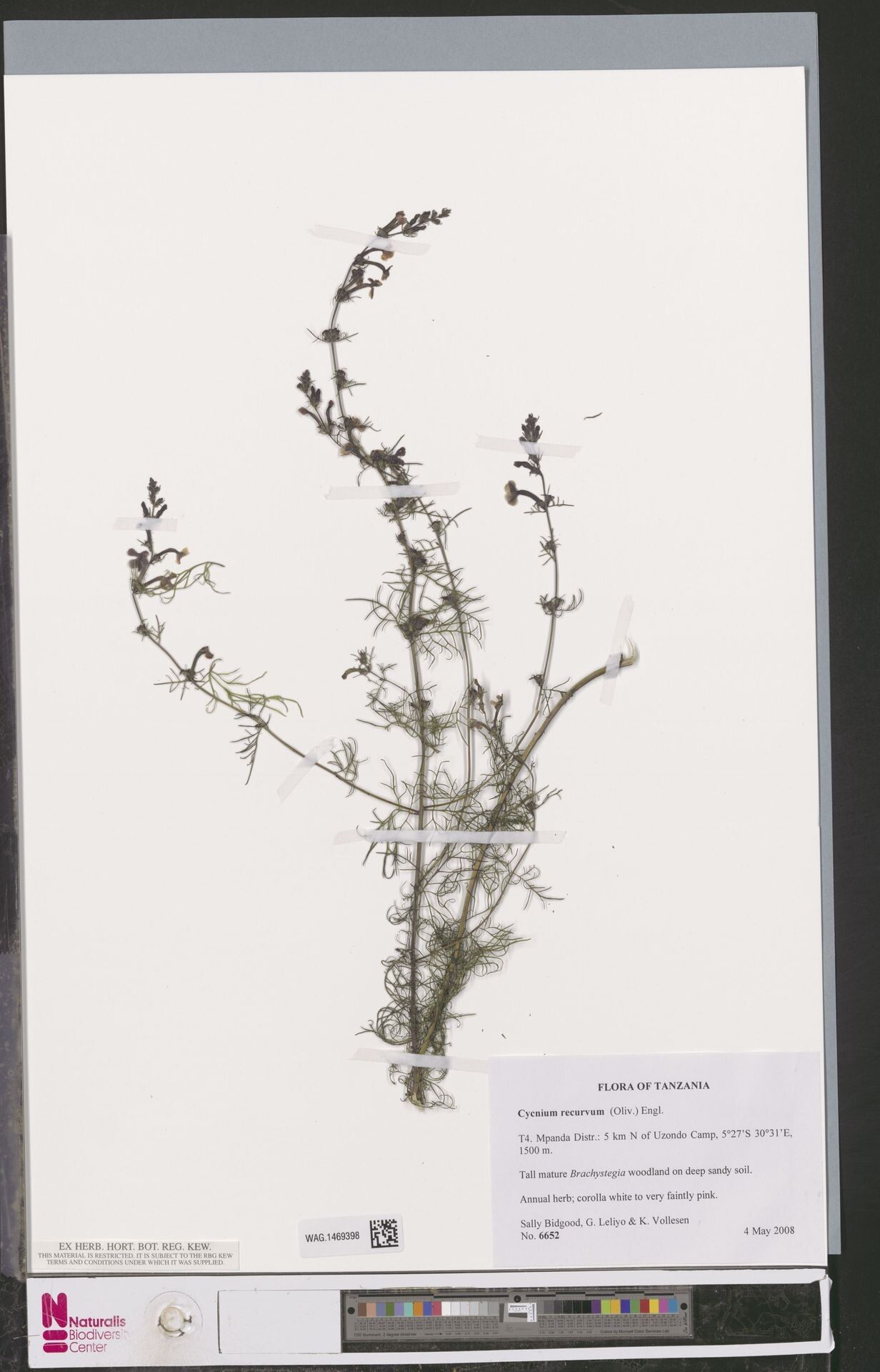 Cycnium recurvum — related species from the same genus