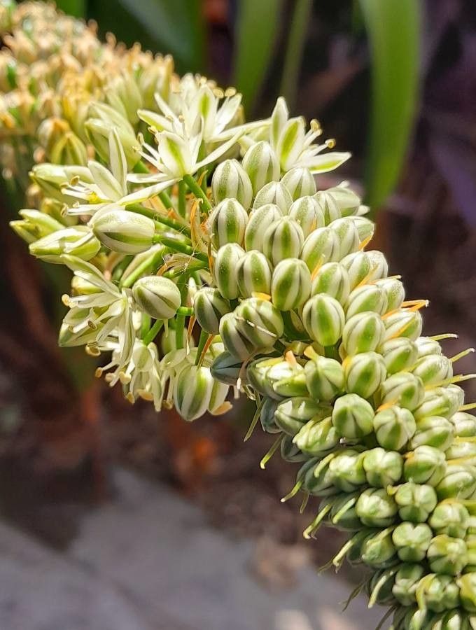 Albuca bracteata flower