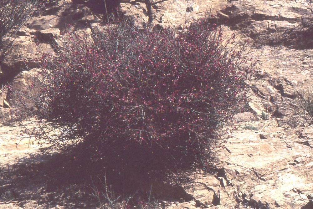 Polygaloides balansae habit