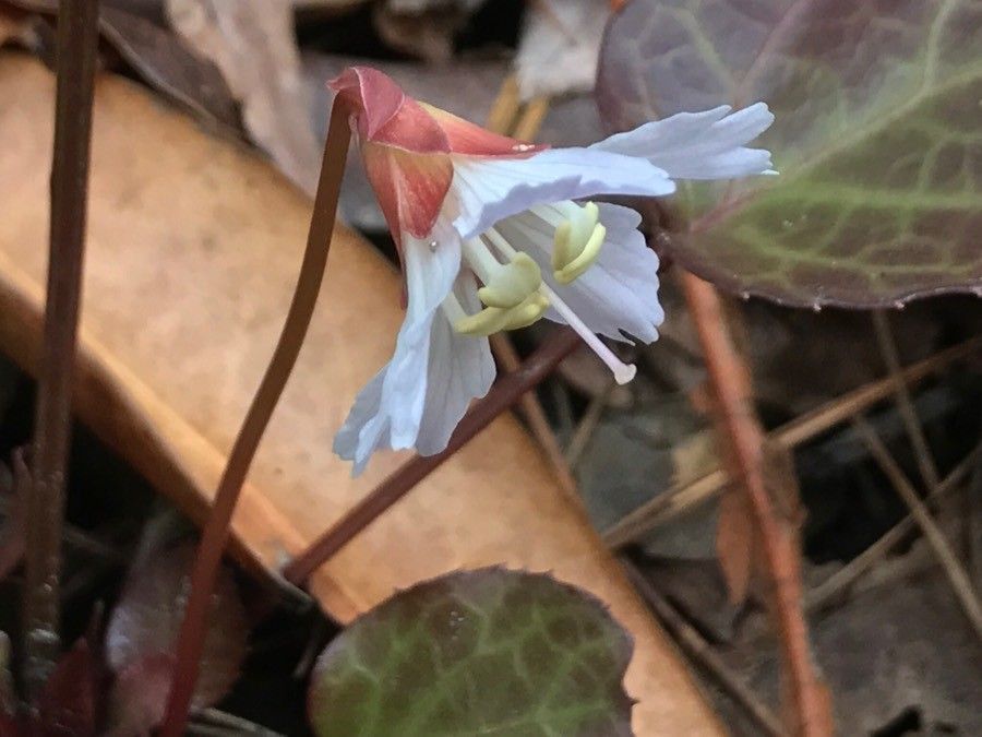 Shortia galacifolia flower