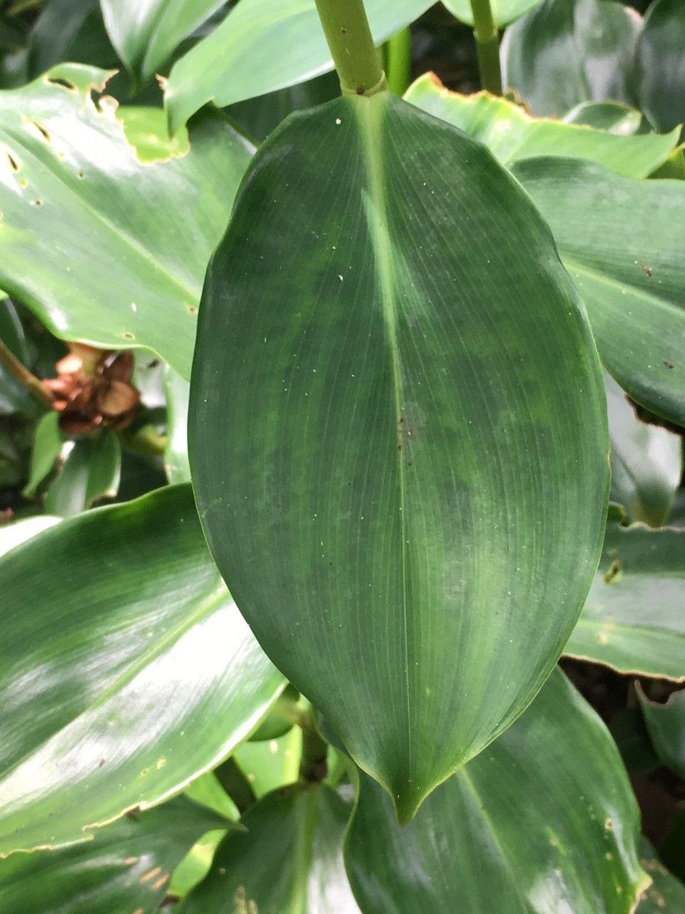 Costus woodsonii — maintenance medium houseplant