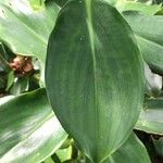 Costus woodsonii