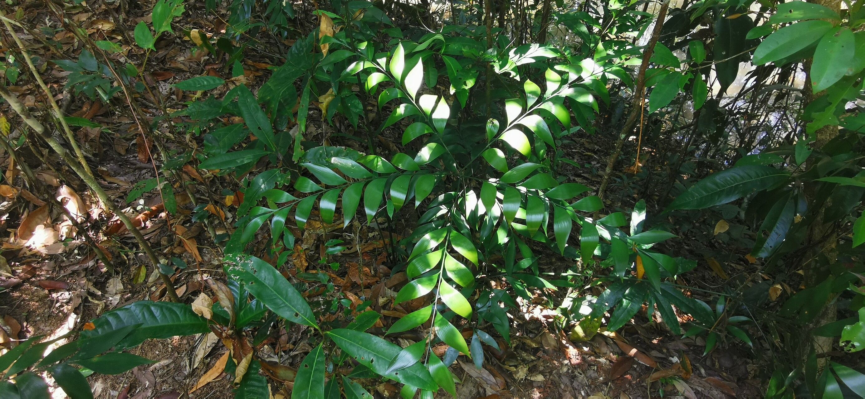 Bowenia spectabilis leaf