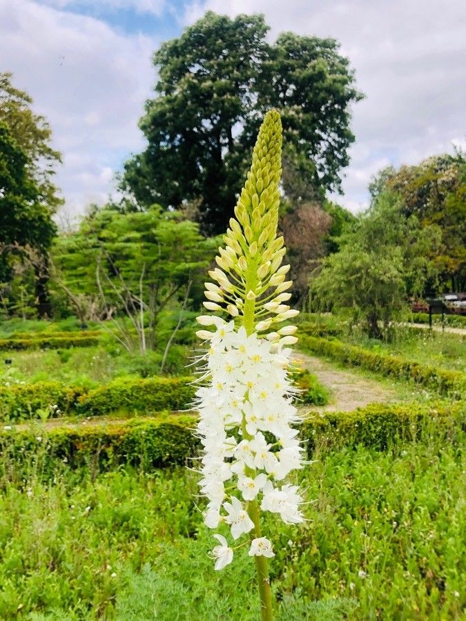 Eremurus robustus — large blooms houseplant