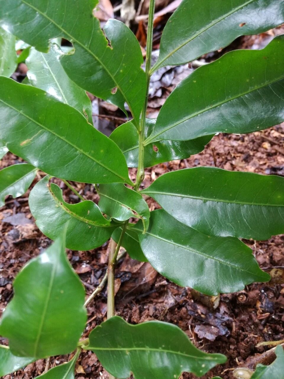 Matayba oppositifolia leaf