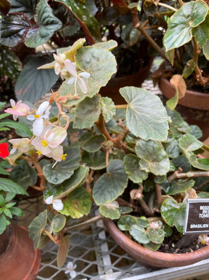 Begonia tomentosa habit