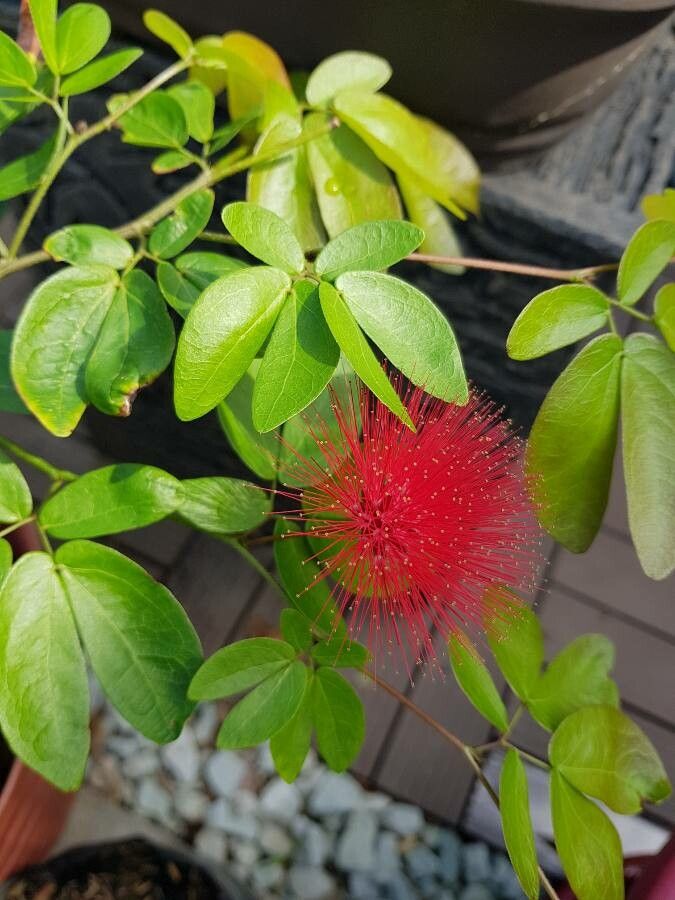Calliandra tergemina flower